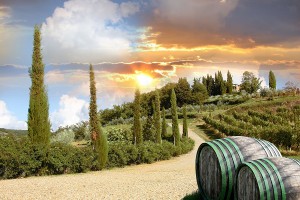 Romantische Weinberge in Italien