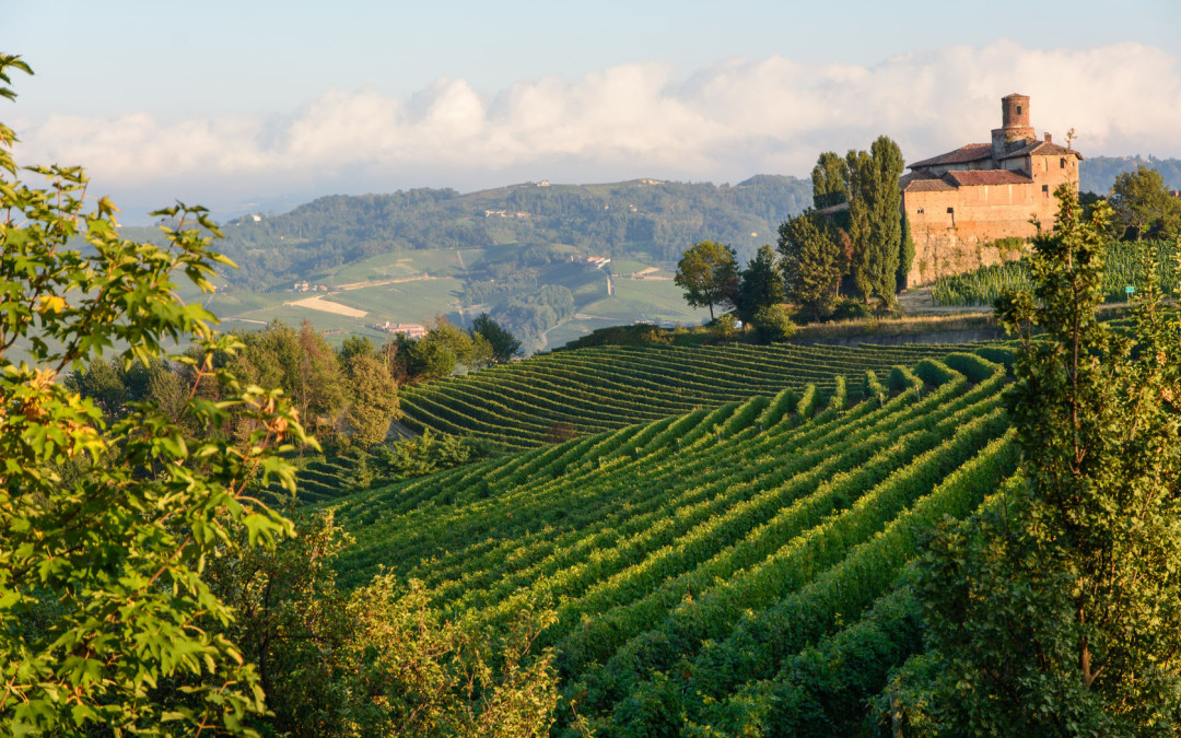 Weinberge im Piemont