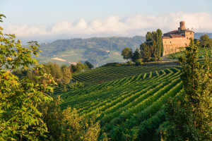 Weinberge im Piemont